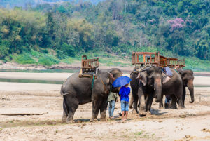 שייריה של פילים בתאילנד
