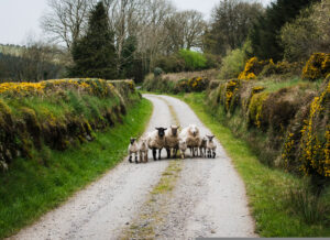 משפחה של כבשים על דרך עפר
